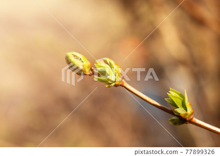 Lilac buds on a branch in early spring with sun exposure horizontal format Lilac buds on a branch in early spring with sun exposure horizontal format 77899326