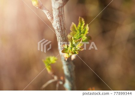 Fresh new green buds on currant branches at springtime garden background 77899344