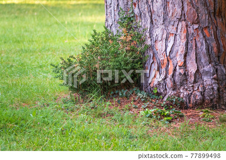 The base of the trunk of an old pine tree in Park. 77899498