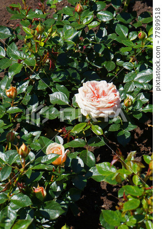 Rose flowers, rosebuds and leaves of rose bush. 77899518