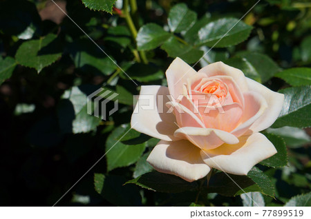 Rose flower and leaves of growing and blooming rose bush. Rose flower and leaves of growing and blooming rose bush. 77899519