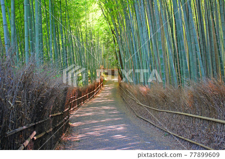 小徑竹林 / 京都府京都市右京區佐賀小倉山田淵山町 小徑竹林 / 京都府京都市右京區佐賀小倉山田淵山町 77899609