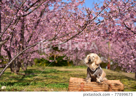 Dax and cherry blossoms Dax and cherry blossoms 77899673