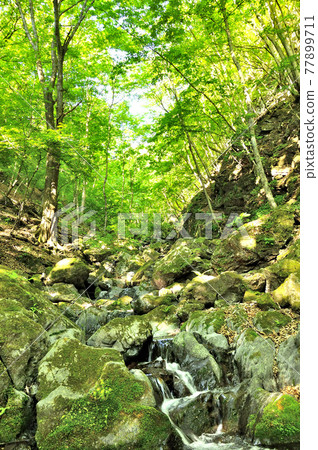 表參道山道上的溪流,奧知武的菱神山,薄木 表參道山道上的溪流,奧知武的菱神山,薄木 77899711