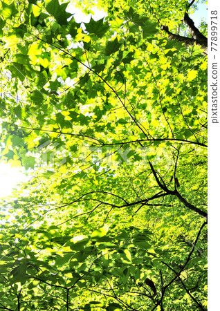 Okuchichibu Ryokamiyama 表參道, Forest Green Okuchichibu Ryokamiyama 表參道, Forest Green 77899718