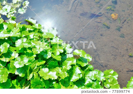 Hydrocotyle sieboldii of green aquatic plants and a beautiful stream that reflects light Hydrocotyle sieboldii of green aquatic plants and a beautiful stream that reflects light 77899774
