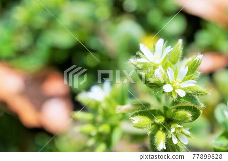 粘鼠耳小白花起來 77899828