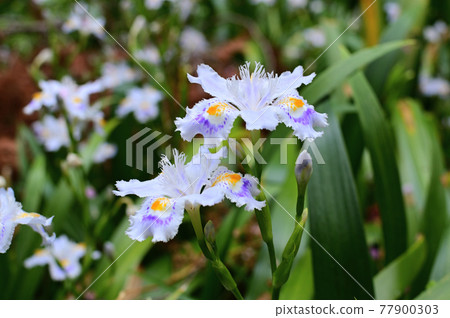 丹澤的蝴蝶 77900303