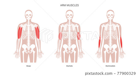 Human arm muscles Human arm muscles 77900329