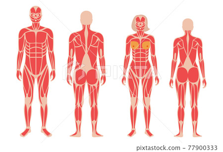 Human muscular system 77900333