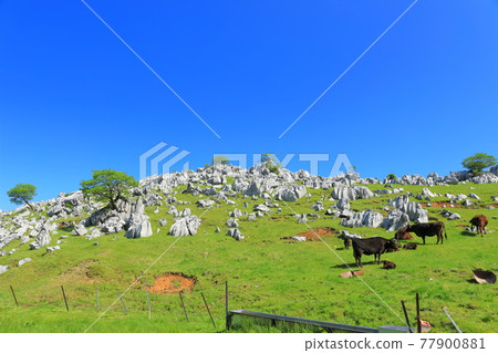 Himezuru Ranch under clear skies (Shikoku Karst) 77900881