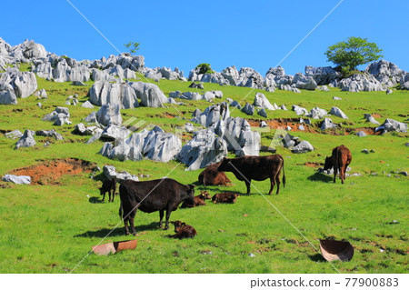 Himezuru Ranch under clear skies (Shikoku Karst) 77900883