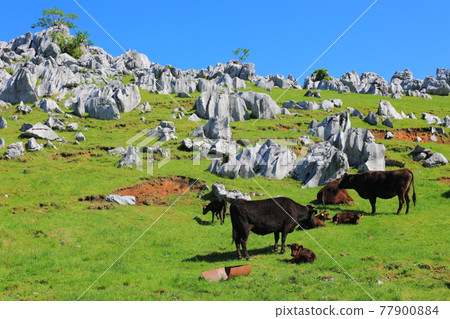 Himezuru Ranch under clear skies (Shikoku Karst) 77900884