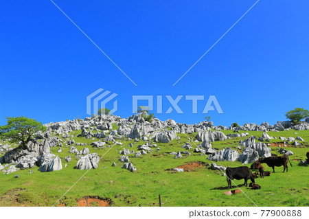 Himezuru Ranch under clear skies (Shikoku Karst) 77900888