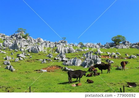 晴空下的姬鶴牧場(四國喀斯特) 晴空下的姬鶴牧場(四國喀斯特) 77900892