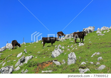 Himezuru Ranch under clear skies (Shikoku Karst) 77900912