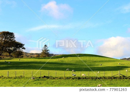 Ranches and grasslands with sheep in the Lake district of England Ranches and grasslands with sheep in the Lake district of England 77901263