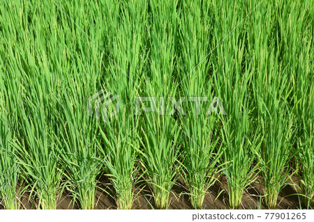 Summer blue rice fields Summer blue rice fields 77901265