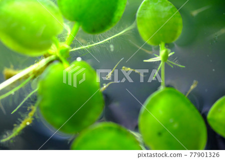 A small goldfish fry that swims comfortably in aquatic plants A small goldfish fry that swims comfortably in aquatic plants 77901326