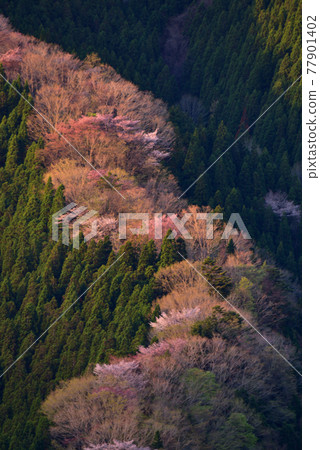 Sakura in the Namego Valley Sakura in the Namego Valley 77901402