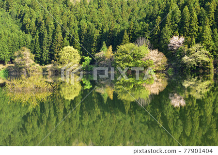 Fresh green Murou Lake Fresh green Murou Lake 77901404