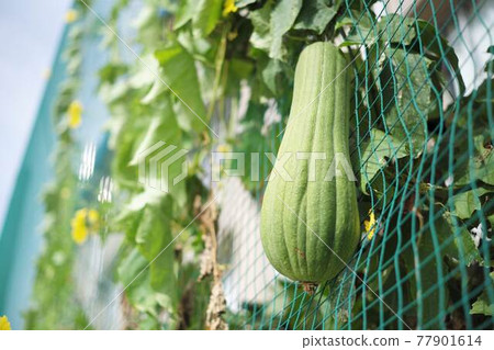 長出綠色的絲瓜 77901614