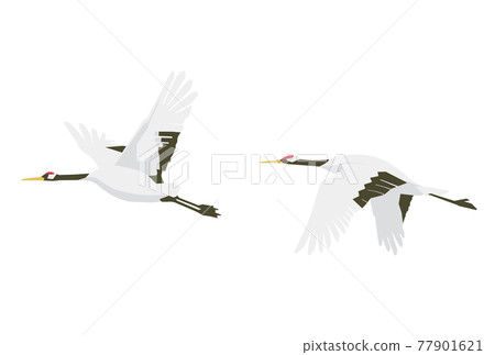 Two flying red-crowned cranes 77901621