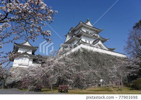伊賀上野城的天守閣和櫻花 77901698