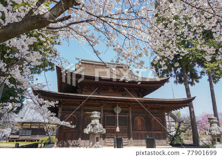 Seihakuji 佛教寺廟和櫻花 77901699
