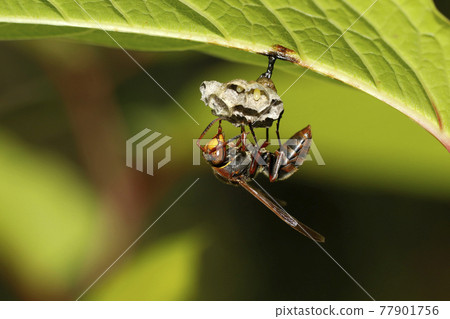 紙蜂築巢 77901756