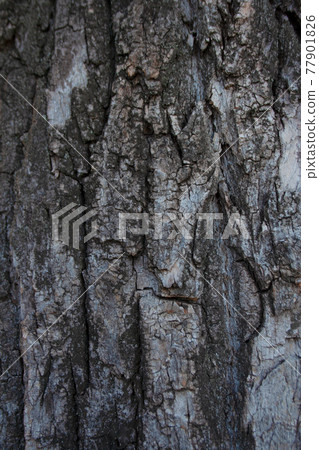 Textured tree bark detail background close up Textured tree bark detail background close up 77901826