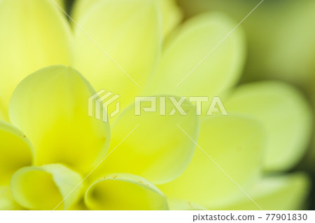 Yellow dahlia flowers are in bloom. Yellow dahlia flowers are in bloom. 77901830