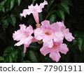 flower 77901911