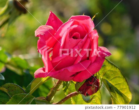 flower 77901912