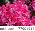 flower 77901914