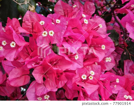 flower flower 77901914