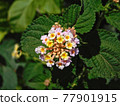 flower 77901915