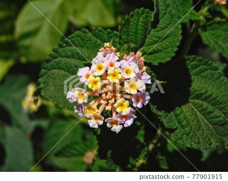 flower 77901915