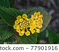 flower 77901916