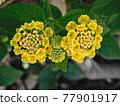 flower 77901917