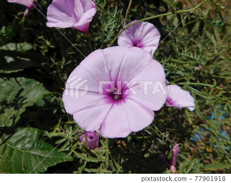 flower 77901918