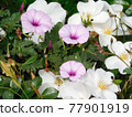 flower 77901919