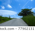 Trees and bicycles under the blue sky 77902131