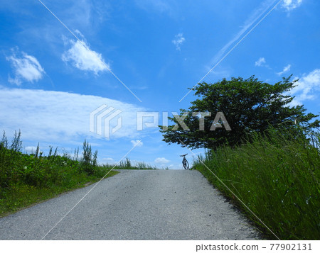 藍天下的樹木和自行車 藍天下的樹木和自行車 77902131