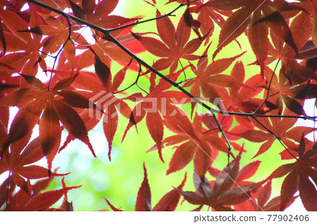 Nomura maple (Aceraceae) Nomura maple (Aceraceae) 77902406