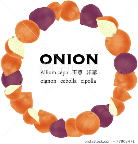 矢量圖的光澤洋蔥和紫洋蔥圓形框架 77902471