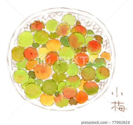 濾器上梅花的水彩插圖 濾器上梅花的水彩插圖 77902628