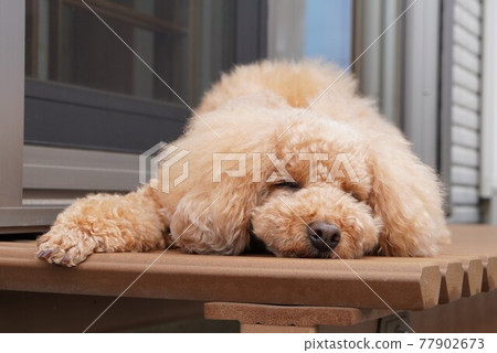 A nap on the edge A nap on the edge 77902673