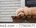 Nap time 77902675