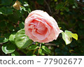 Rose of pink 77902677
